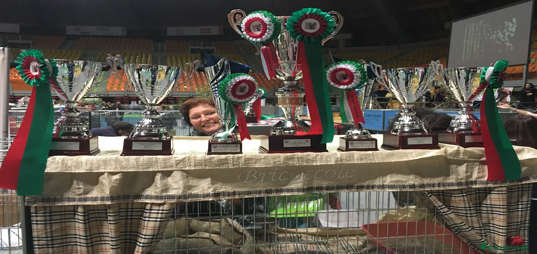 Immagine della galleria {{count}}