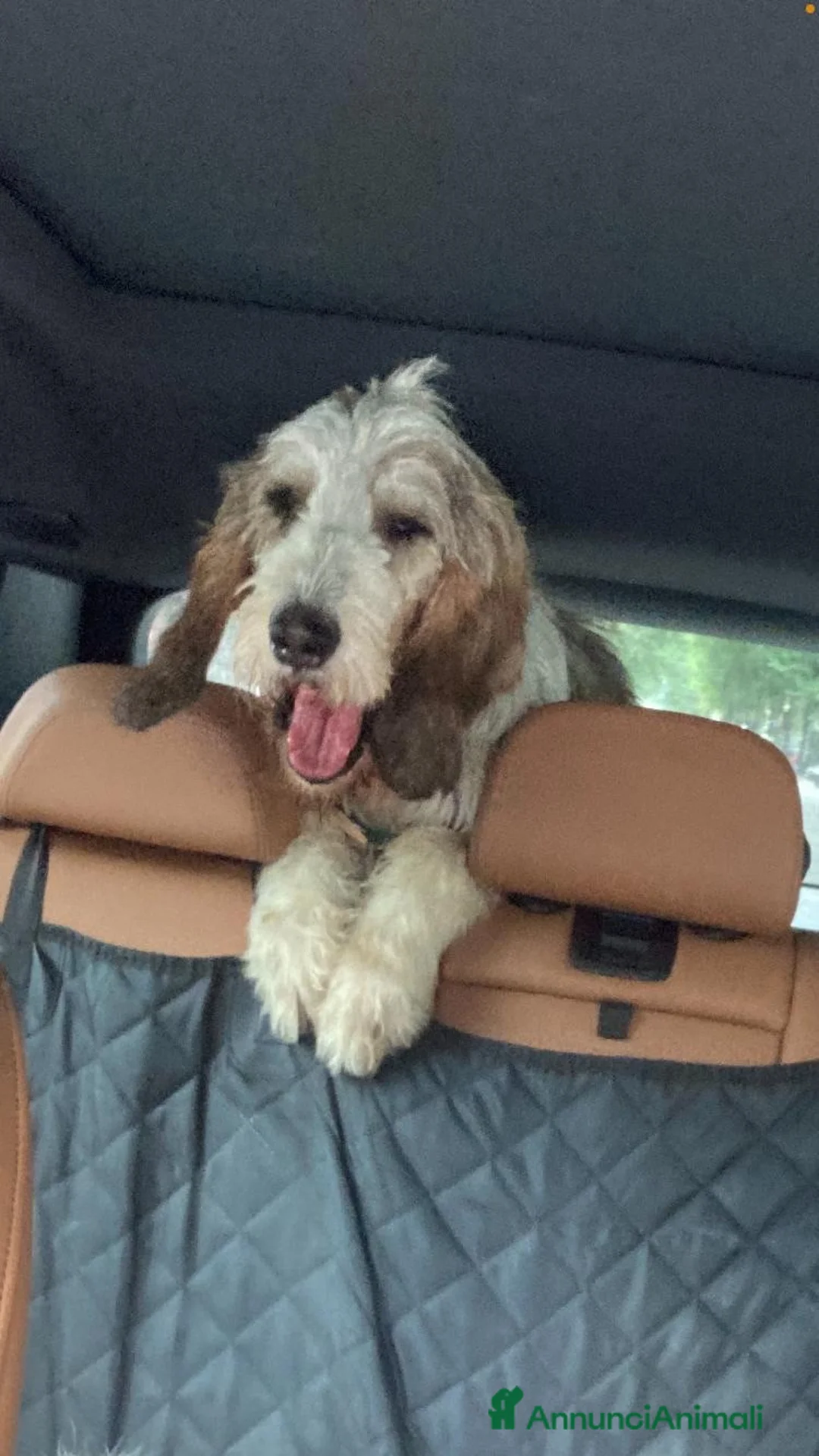 Meticcio cani in regalo: Oscar a Città Metropolitana di Torino - Annuncio 2