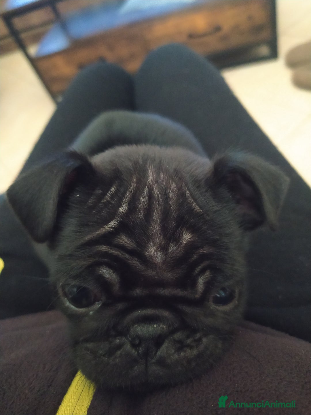 Carlino cani in vendita: Cuccioli di carlino nero  - Annuncio 3