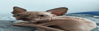 Sphynx Gattino 1