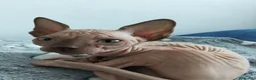 Sphynx gatti in vendita: Gattini Sphynx  - Annuncio 3