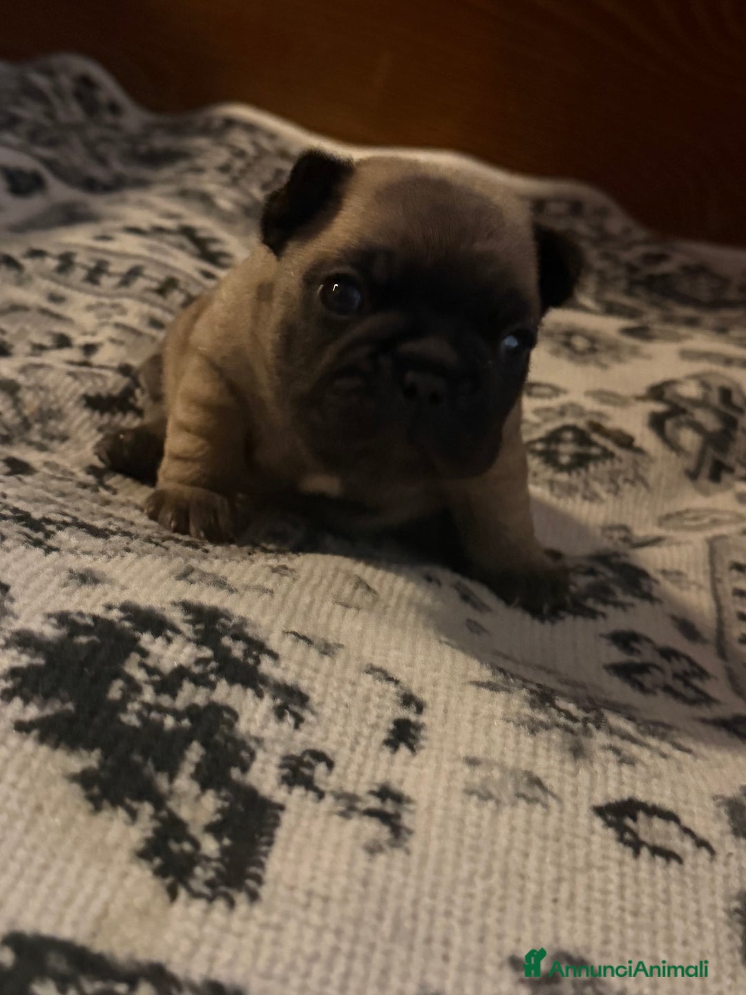 Bulldog Francese cani in vendita: Cuccioli di Bouldogue francese - Annuncio 5