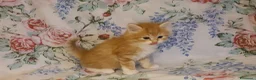 Siberiano gatti in vendita: cuccioli gattini siberiani ipoallergenici - Annuncio 5