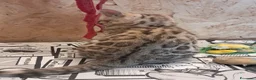 Bengala gatti in vendita: Bengala cucciolo snow a Provincia di Cremona - Annuncio 4