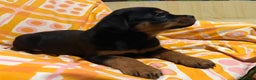 Rottweiler cani in vendita: Rotteiler cuccioli - Annuncio 2