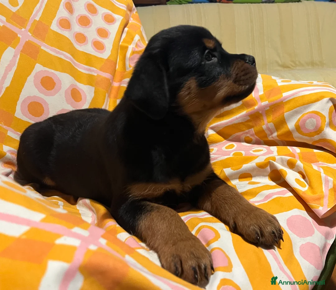 Rottweiler cani in vendita: Rotteiler cuccioli - Annuncio 2