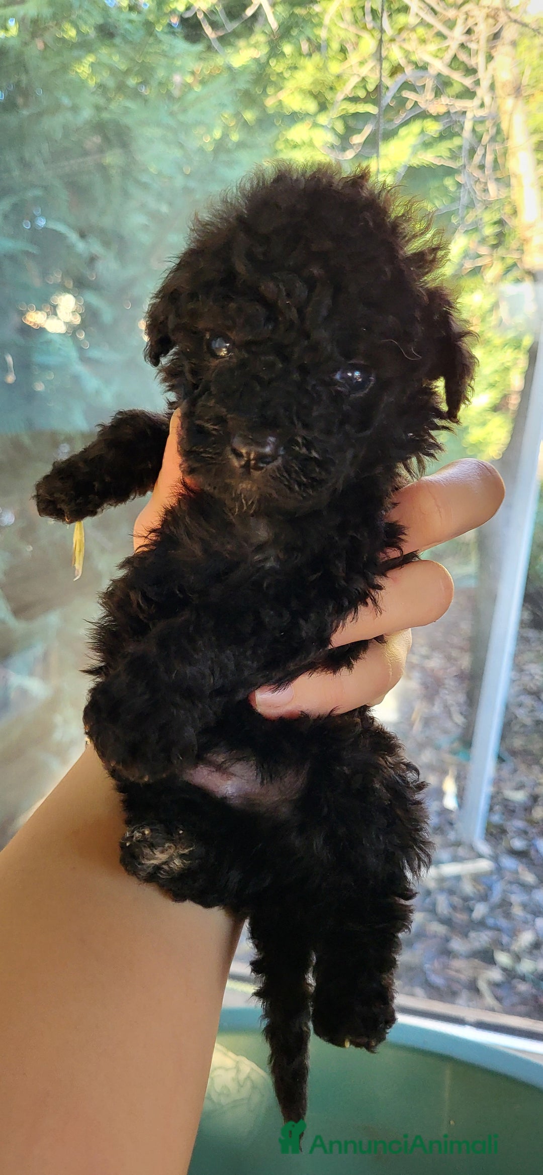 Barboncino cani in vendita: Cuccioli barboncino nano  - Annuncio 5