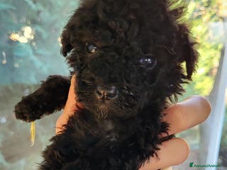 Barboncino cani Cuccioli barboncino nano - Annuncio 5