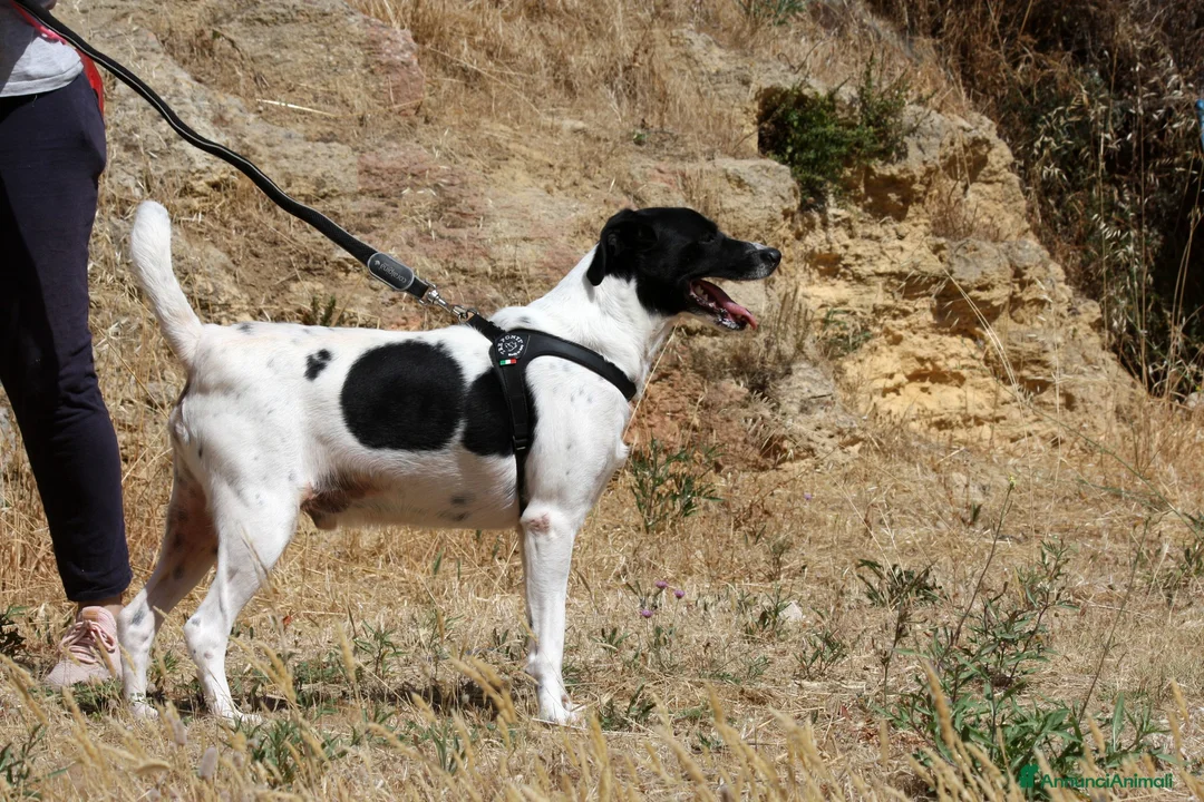 Meticcio cani in regalo: Pedro in adozione - Annuncio 2