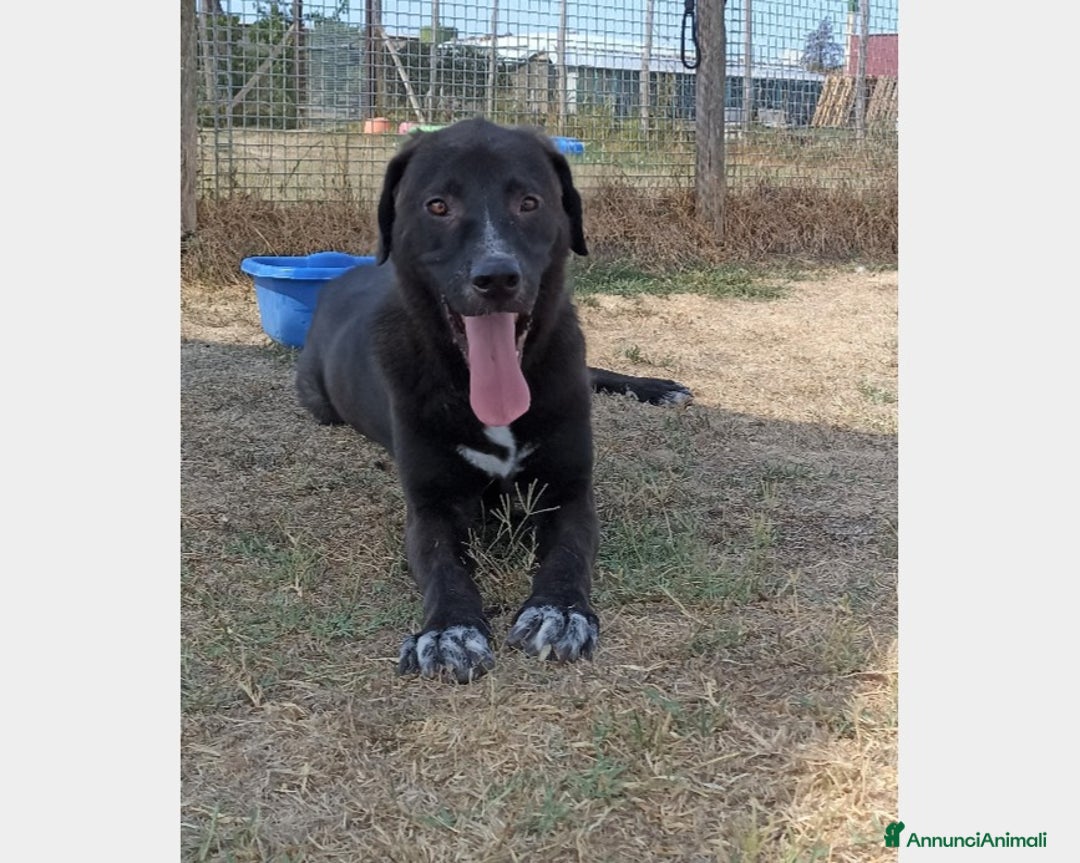 Meticcio cani in regalo: Reza, giovane cagnolone affettuoso e buono chiuso  a Latina - Annuncio 4