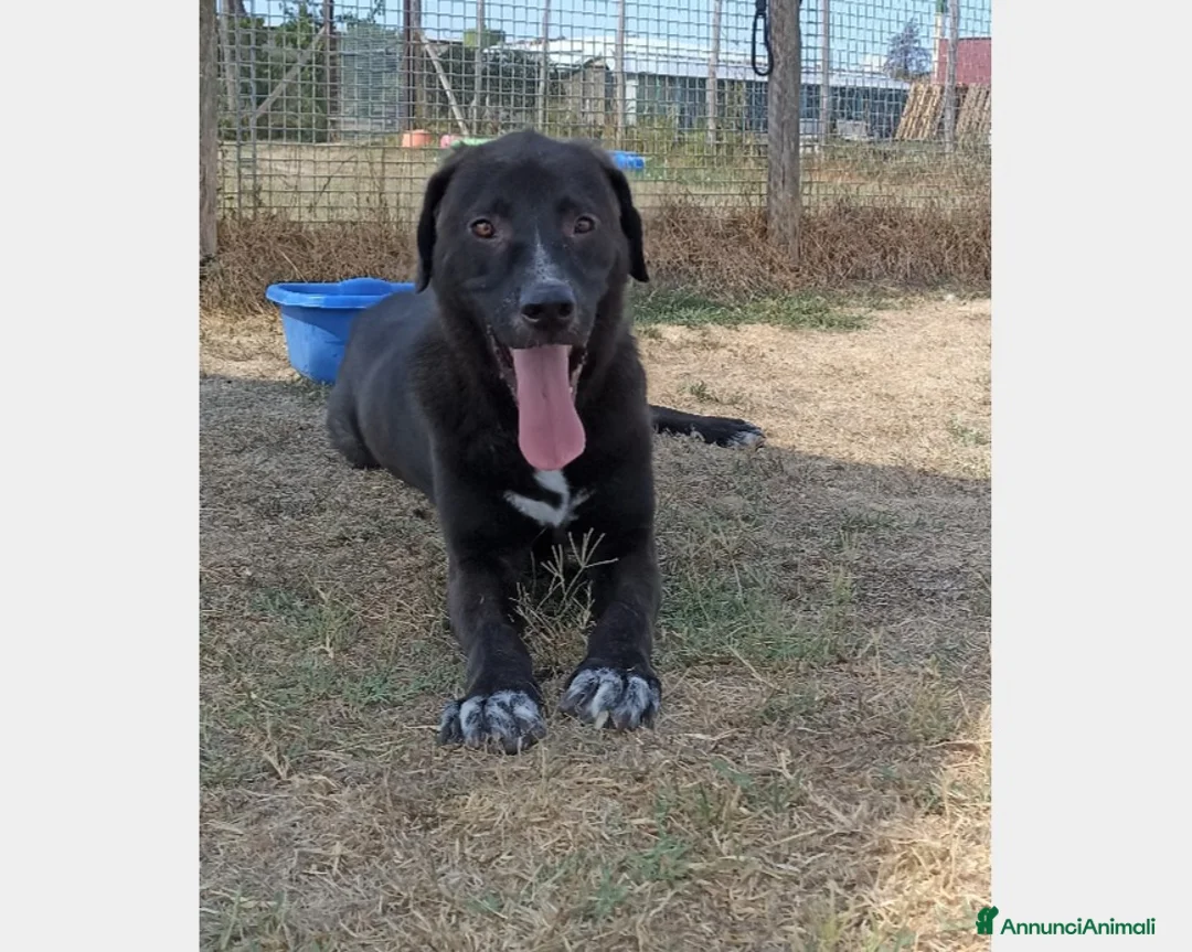 Meticcio cani in regalo: Reza, giovane cagnolone affettuoso e buono chiuso  a Latina - Annuncio 4