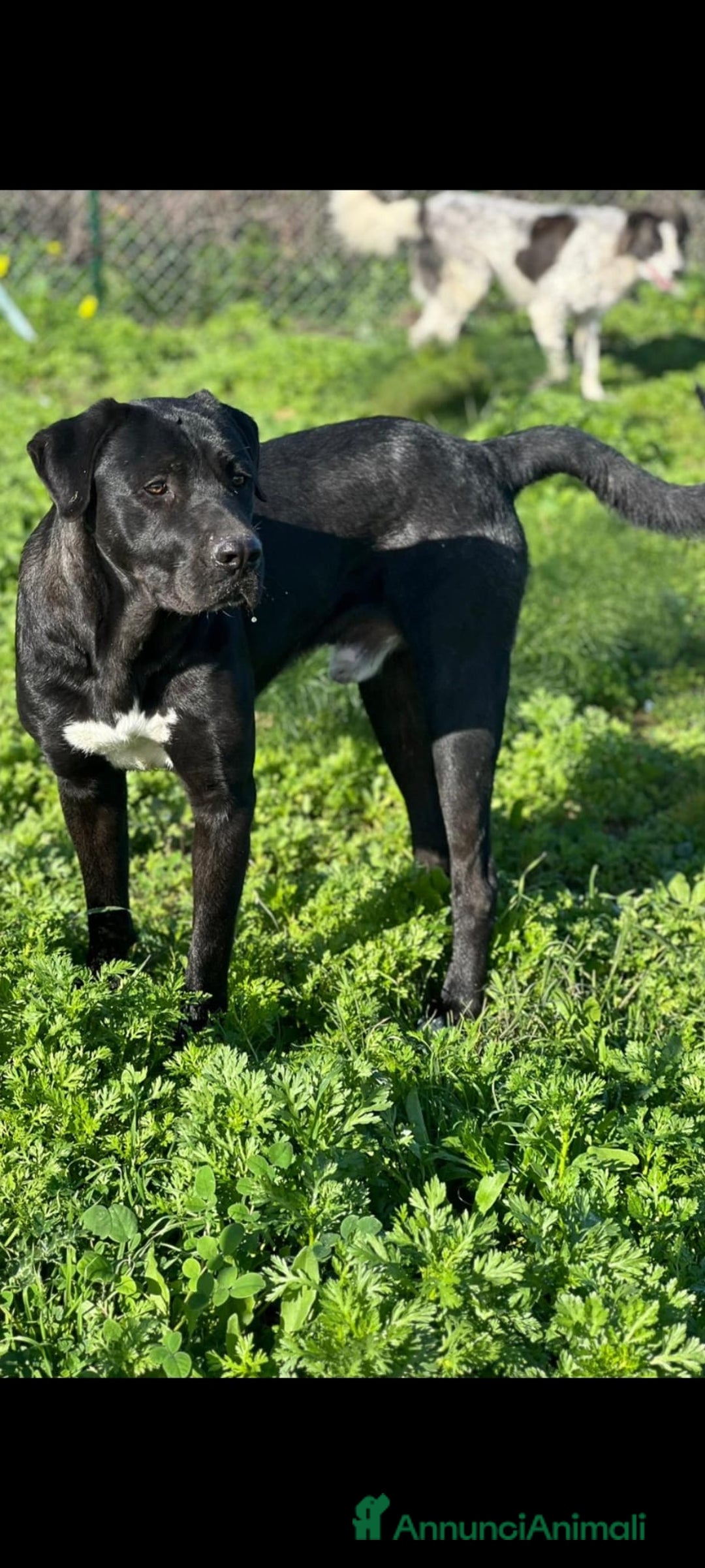 Meticcio cani in regalo: Lupin  - Annuncio 4