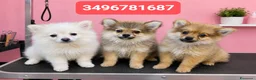 Spitz cani in vendita: SPITZ TEDESCO PICCOLO coccoline batuffoline - Annuncio 5