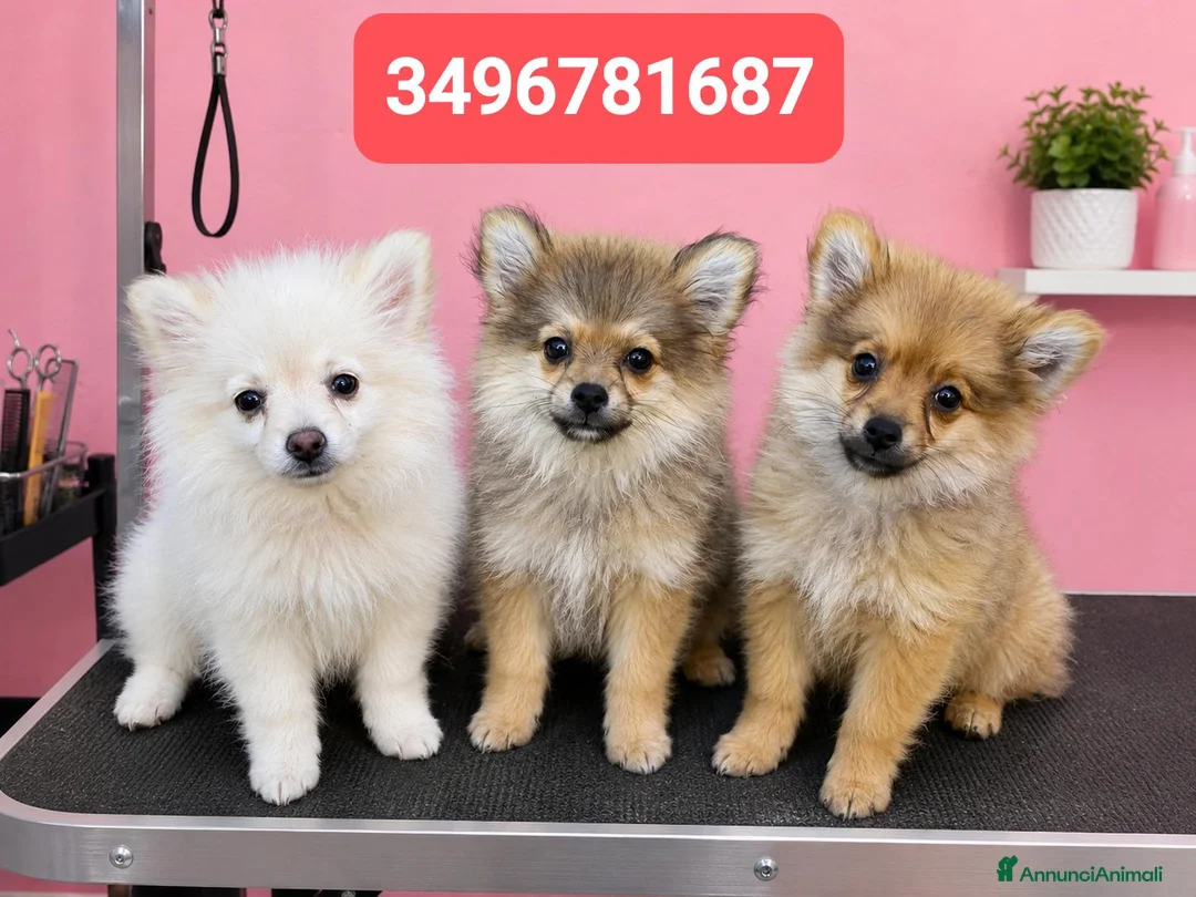 Spitz cani in vendita: SPITZ TEDESCO PICCOLO coccoline batuffoline - Annuncio 5