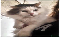 Meticcio gatti in regalo: LEONE MERAVIGLIOSO GATTONE A PELO SEMILUNGO 2 ANNI a Roma - Immagine 4