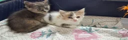 Meticcio gatti in regalo: GATTINE DOLCISSIME a Provincia di Crotone - Annuncio 3