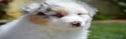 Australian Shepherd cani in vendita: Cucciole Australian Shepherd - Annuncio 2