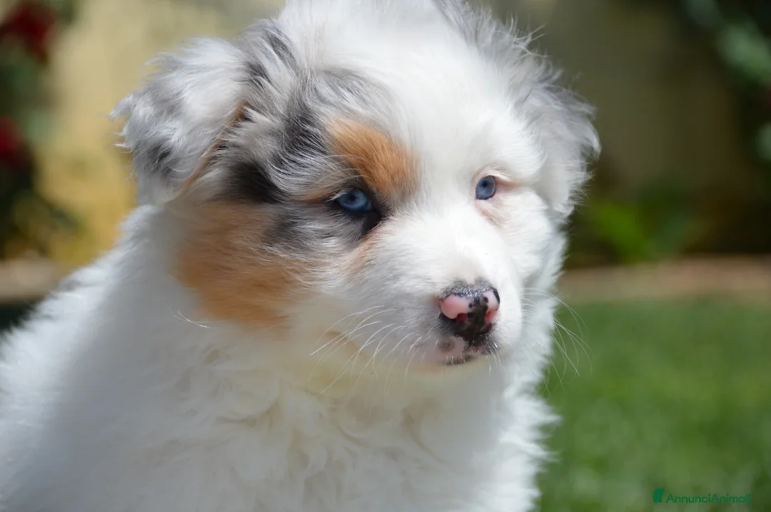 Australian Shepherd cani in vendita: Cucciole Australian Shepherd - Annuncio 2