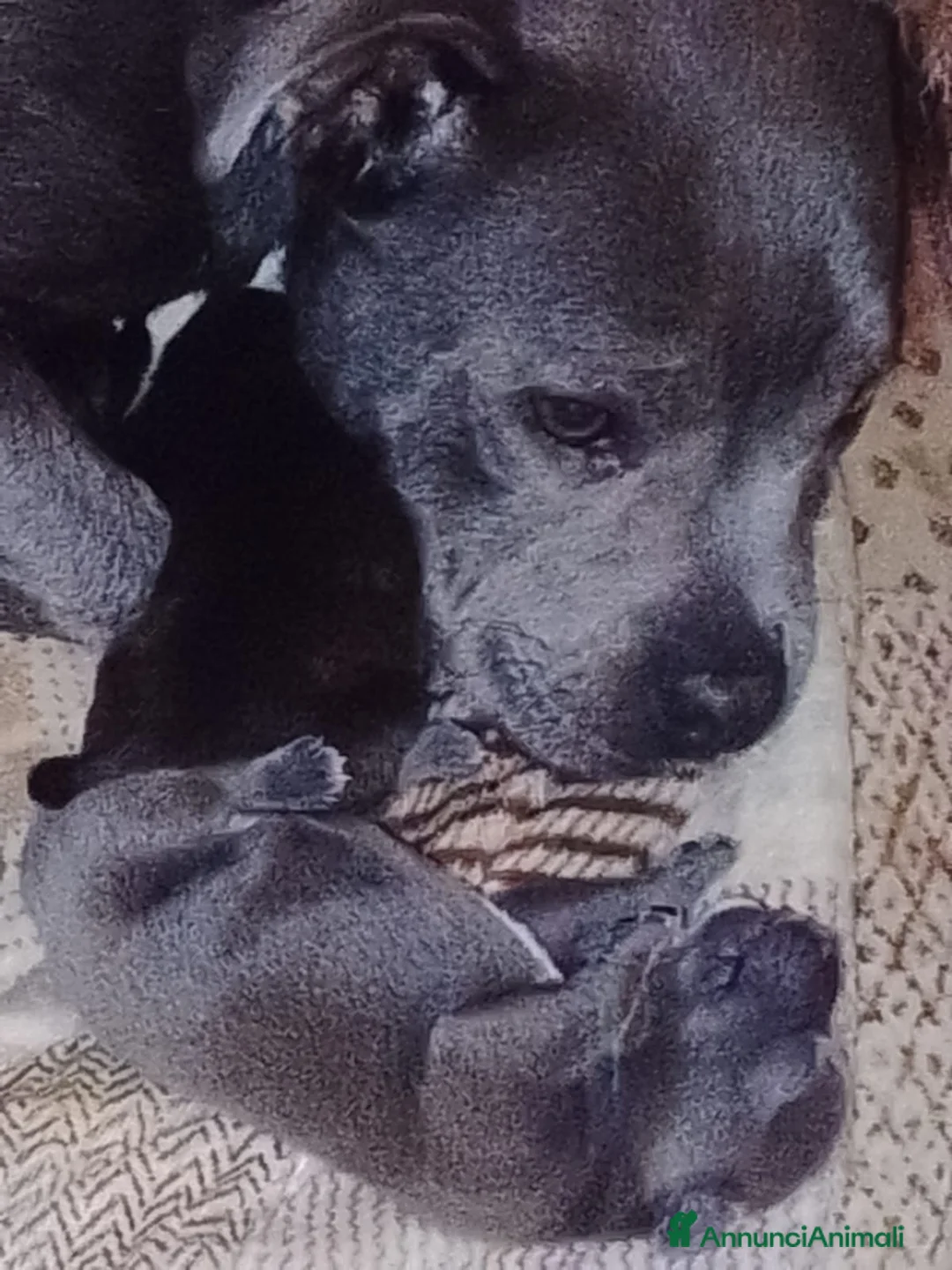 Staffordshire cani in vendita: Staffordshire bull terrier - Annuncio 1