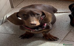 Bassotto cani in vendita: Bassotti tedeschi cioccolato, nero e arlecchino a Provincia di Viterbo - Immagine 5