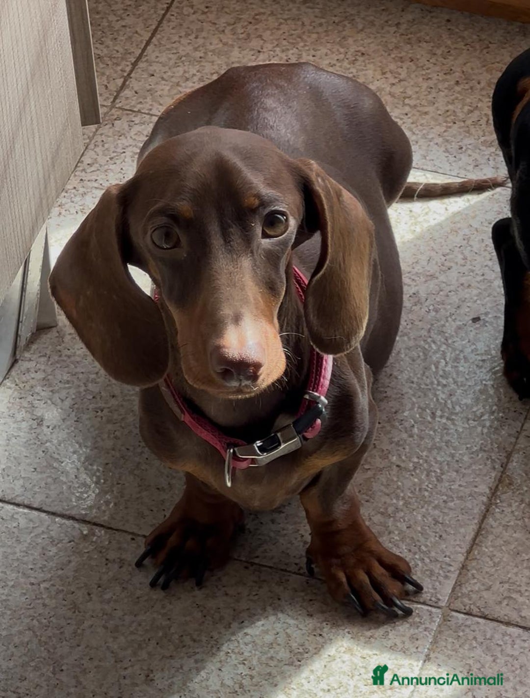 Bassotto cani in vendita: Bassotti tedeschi cioccolato, nero e arlecchino a Provincia di Viterbo - Immagine 5