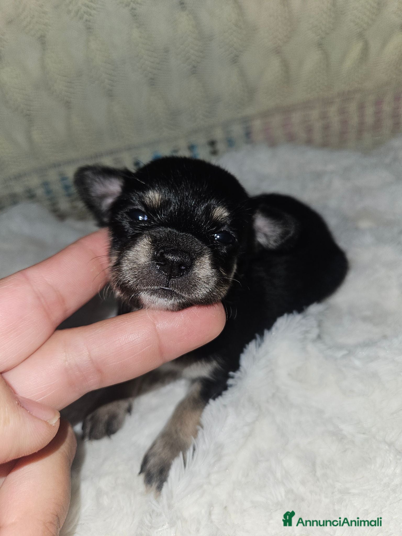 Chihuahua cani Chihuahua toy femmina - Annuncio 27