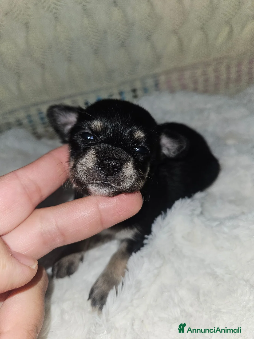 Chihuahua cani in vendita: Chihuahua toy femmina a Città metropolitana di Milano - Annuncio 1