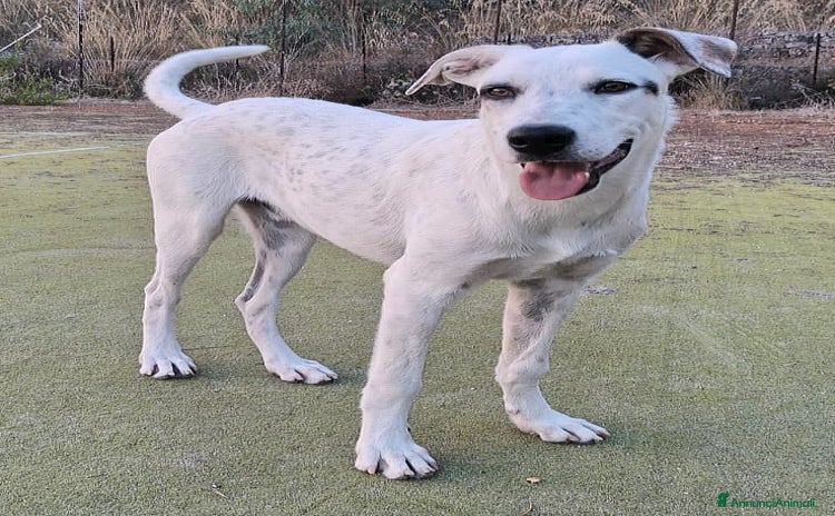 Meticcio cani - Annuncio 10