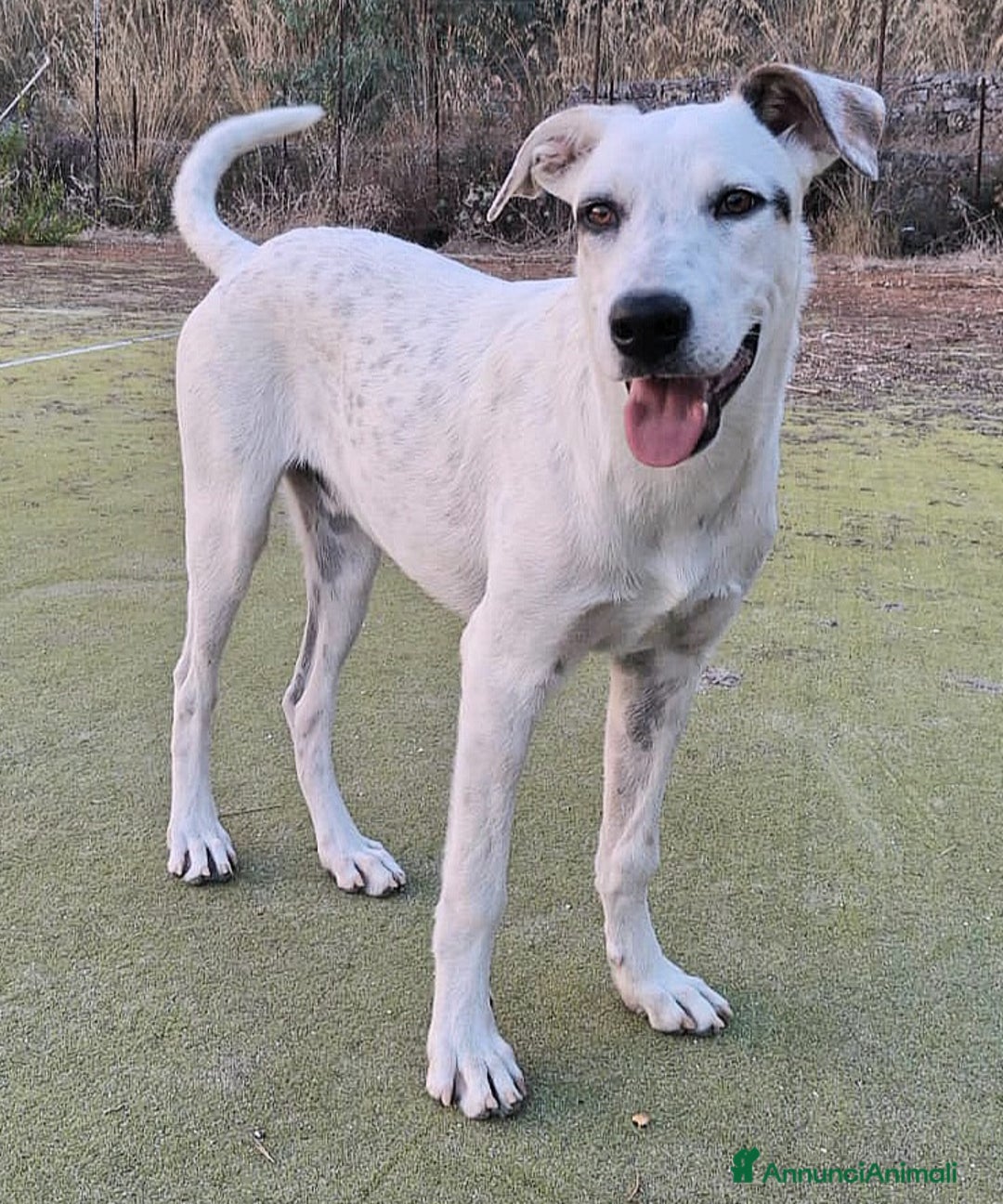 Meticcio cani in regalo: Blues 5 mesi taglia media grande  - Annuncio 1