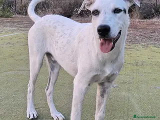 Meticcio cani Blues 5 mesi taglia media grande - Annuncio 1