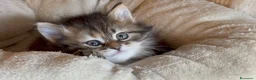 Siberiano gatti in vendita: SIBERIANO GATTINO IPOALLERGENICO  - Annuncio 7