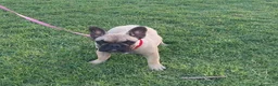 Bulldog Francese cani in vendita: BULLDOG FRANCESE  - Annuncio 3