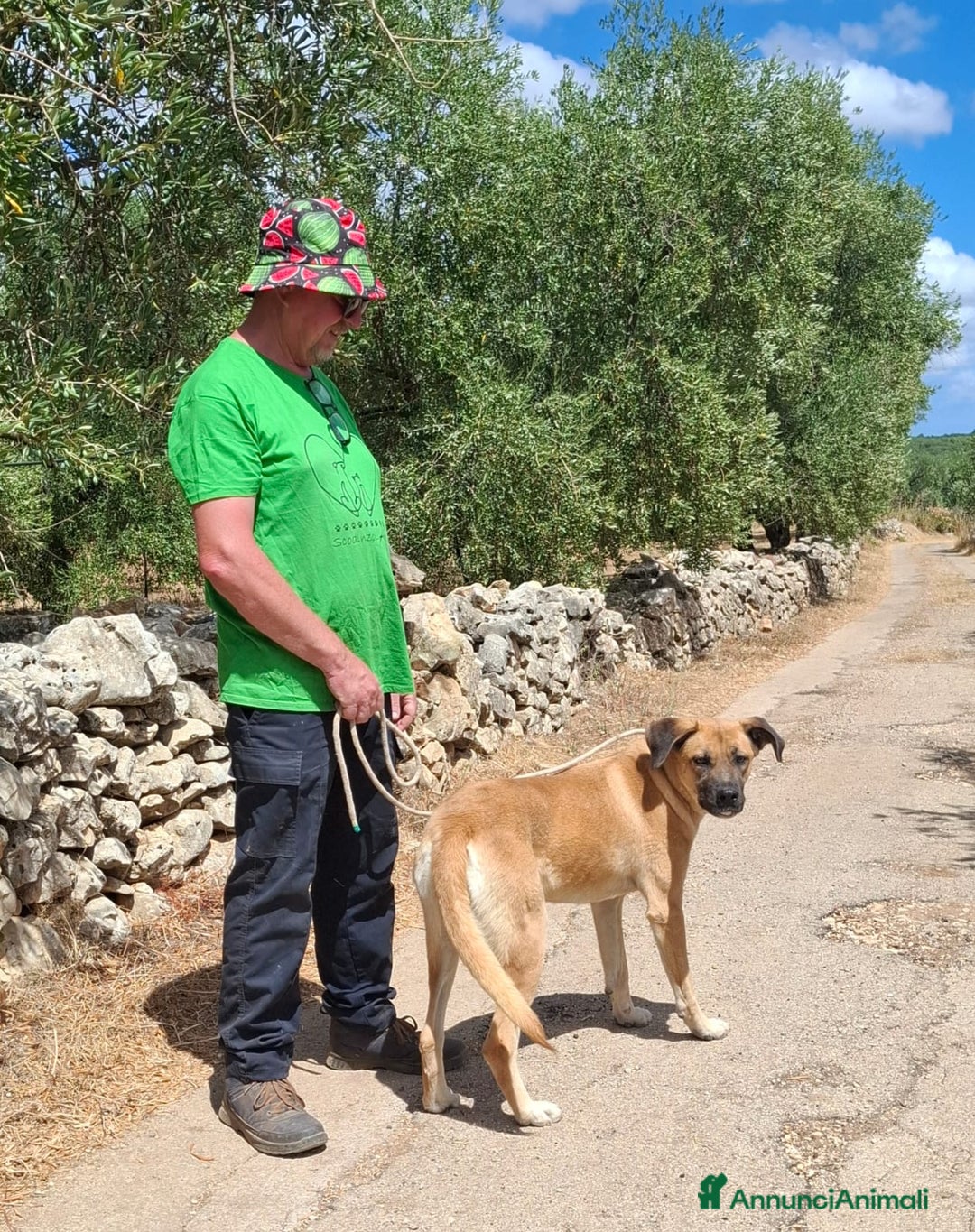 Meticcio cani in regalo: Mara Cerca Famiglia. Info Monica 3890238584 - Annuncio 2