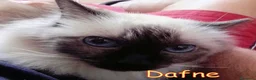 Altre razze gatti in regalo: adozione  del  cuore  URGENTE - Annuncio 3
