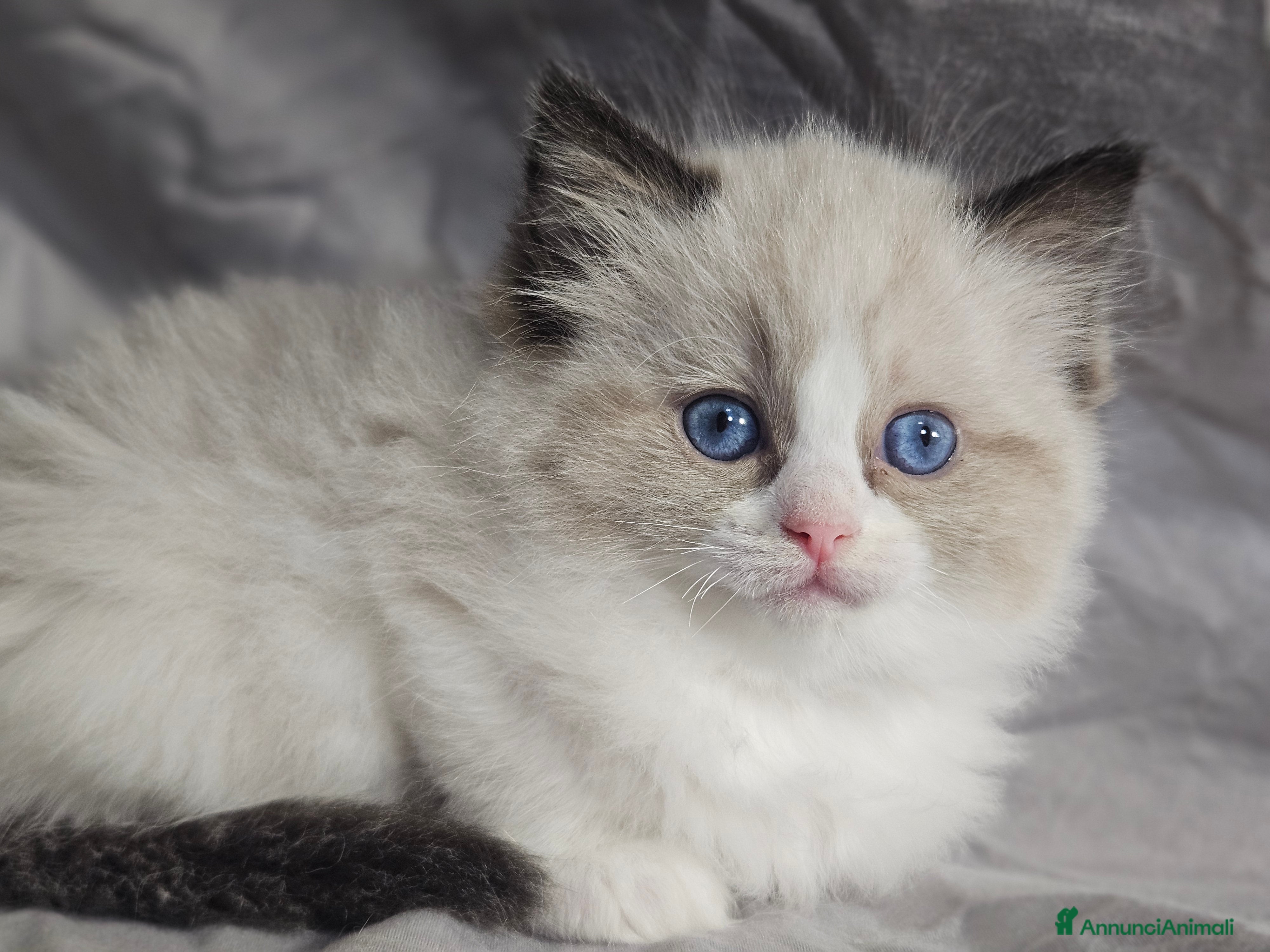 Ragdoll gatti Stupenda cucciolata Ragdoll - Annuncio 2