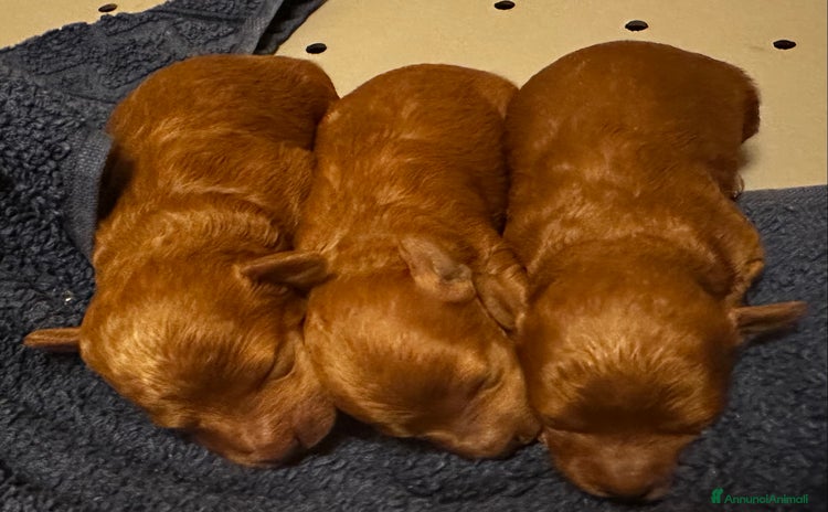 Barboncino Toy cani a Provincia di Pistoia - Annuncio 15