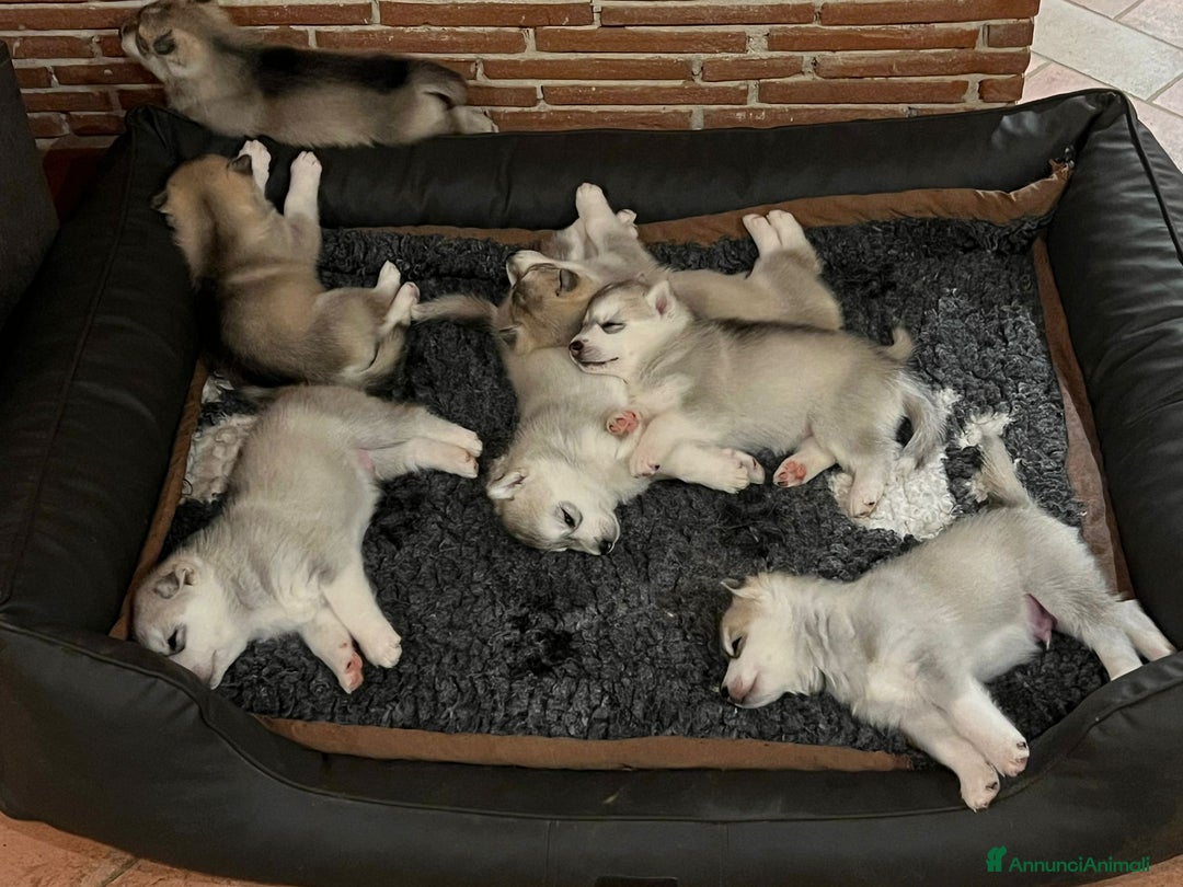 Husky cani in vendita: Splendidi cuccioli di SIBERIAN HUSKY - Annuncio 5