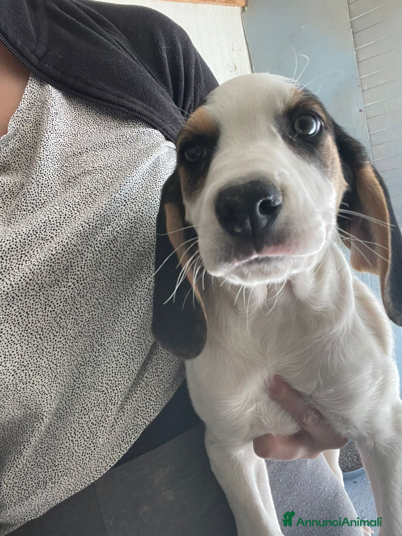 Meticcio cani LA PICCOLA SELENE - Annuncio 36