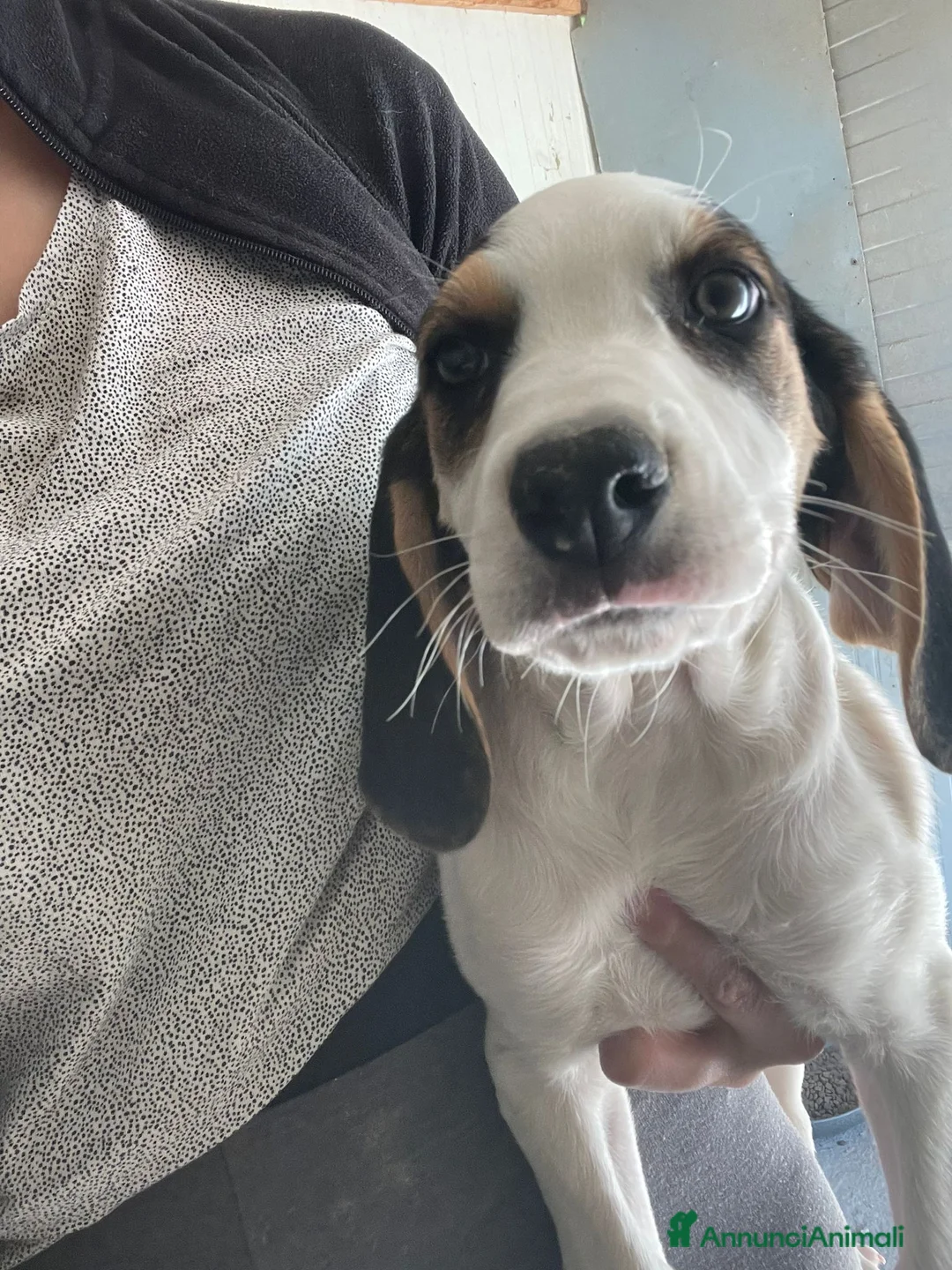 Meticcio cani in regalo: LA PICCOLA SELENE - Annuncio 1