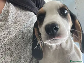 Meticcio cani LA PICCOLA SELENE - Annuncio 36