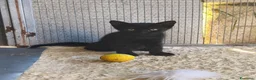 Meticcio gatti in regalo: Piccola Pretty  - Annuncio 2