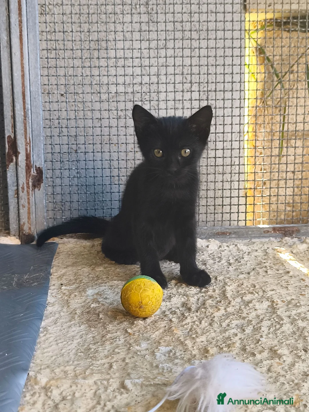 Meticcio gatti in regalo: Piccola Pretty  - Annuncio 2