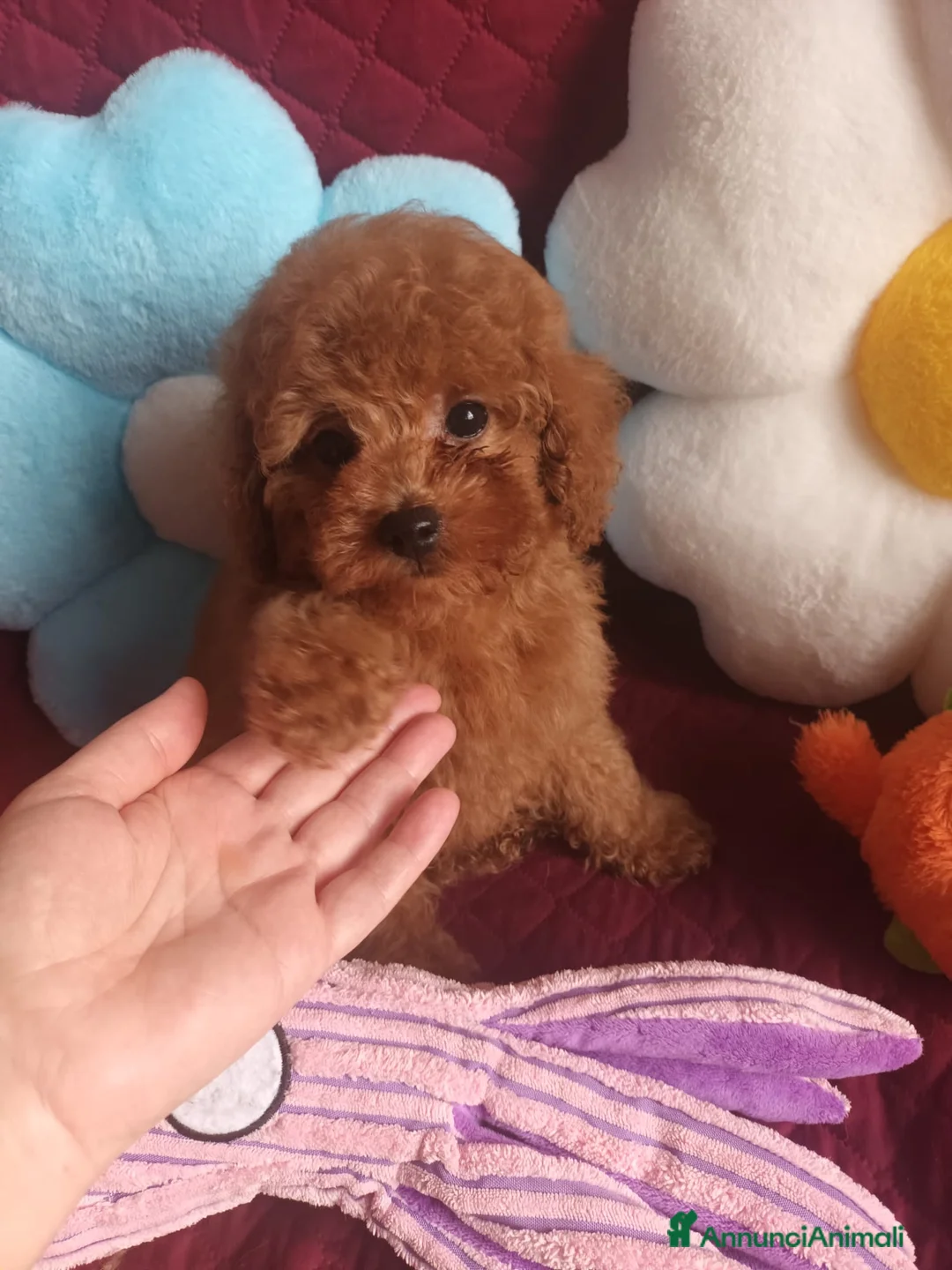 Barboncino cani in vendita: Barboncino mini toy asiatico  - Annuncio 6