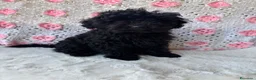 Barboncino cani in vendita: Barboncini toy albicocca e nero - Annuncio 6
