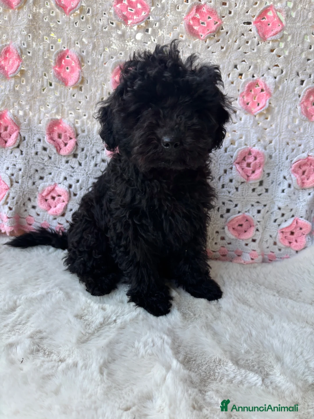 Barboncino cani in vendita: Barboncini toy albicocca e nero - Annuncio 6
