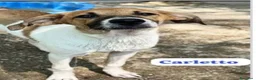 Meticcio cani in regalo: Carletto 6mesi dal divano al canile!! CALABRIA - Annuncio 3