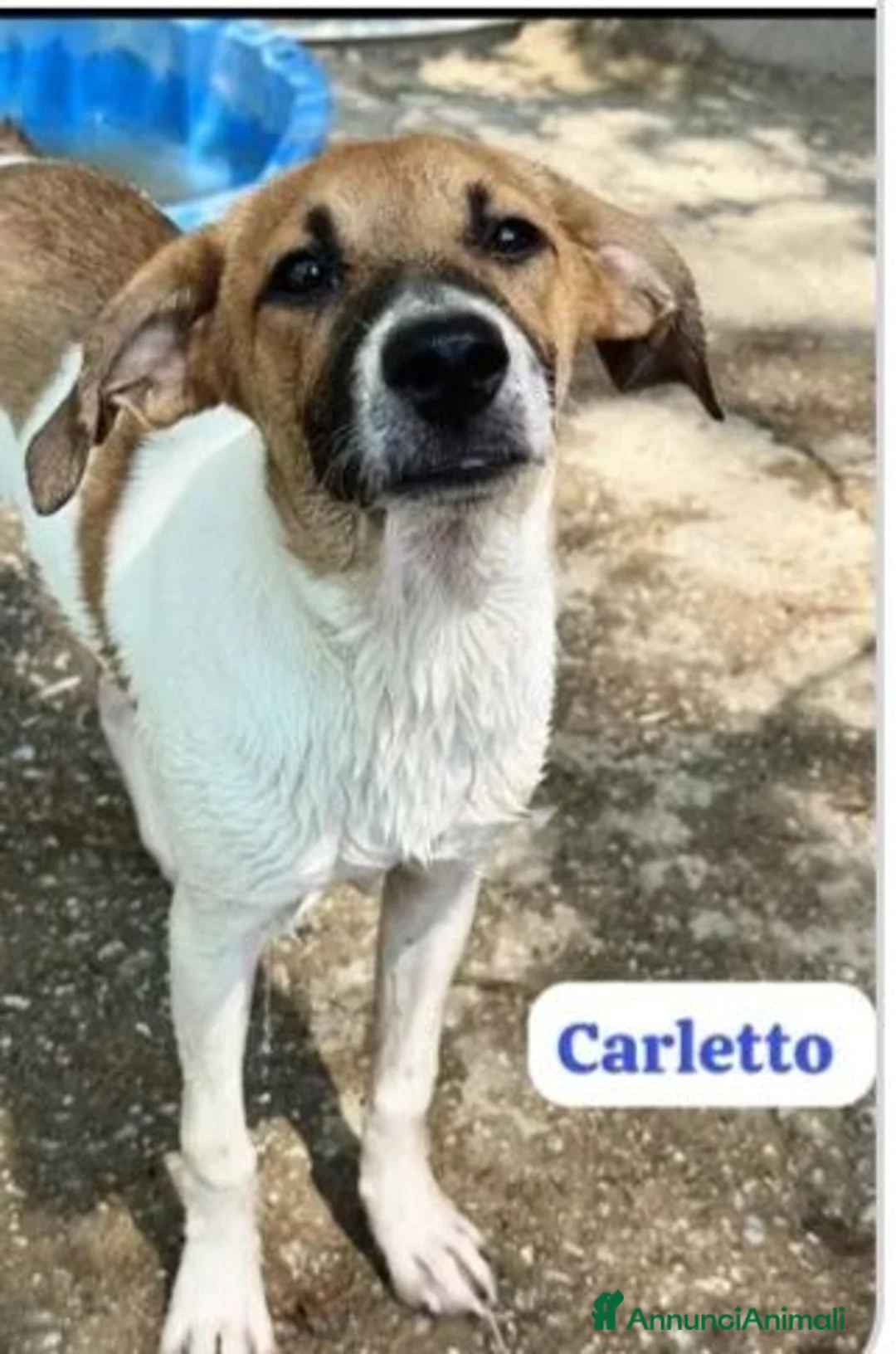 Meticcio cani in regalo: Carletto 6mesi dal divano al canile!! CALABRIA - Annuncio 3