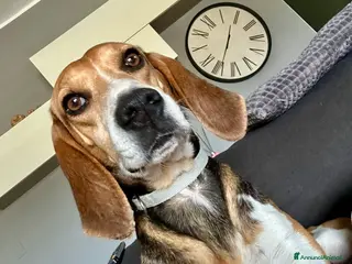 Beagle cani Splendida simil beagle 4 anni cerca famiglia a Provincia di Trieste - Annuncio 16
