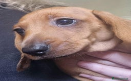 Bassotto cani in vendita: Cuccioli di Bassotto Nano a Città metropolitana di Roma Capitale - Immagine 4