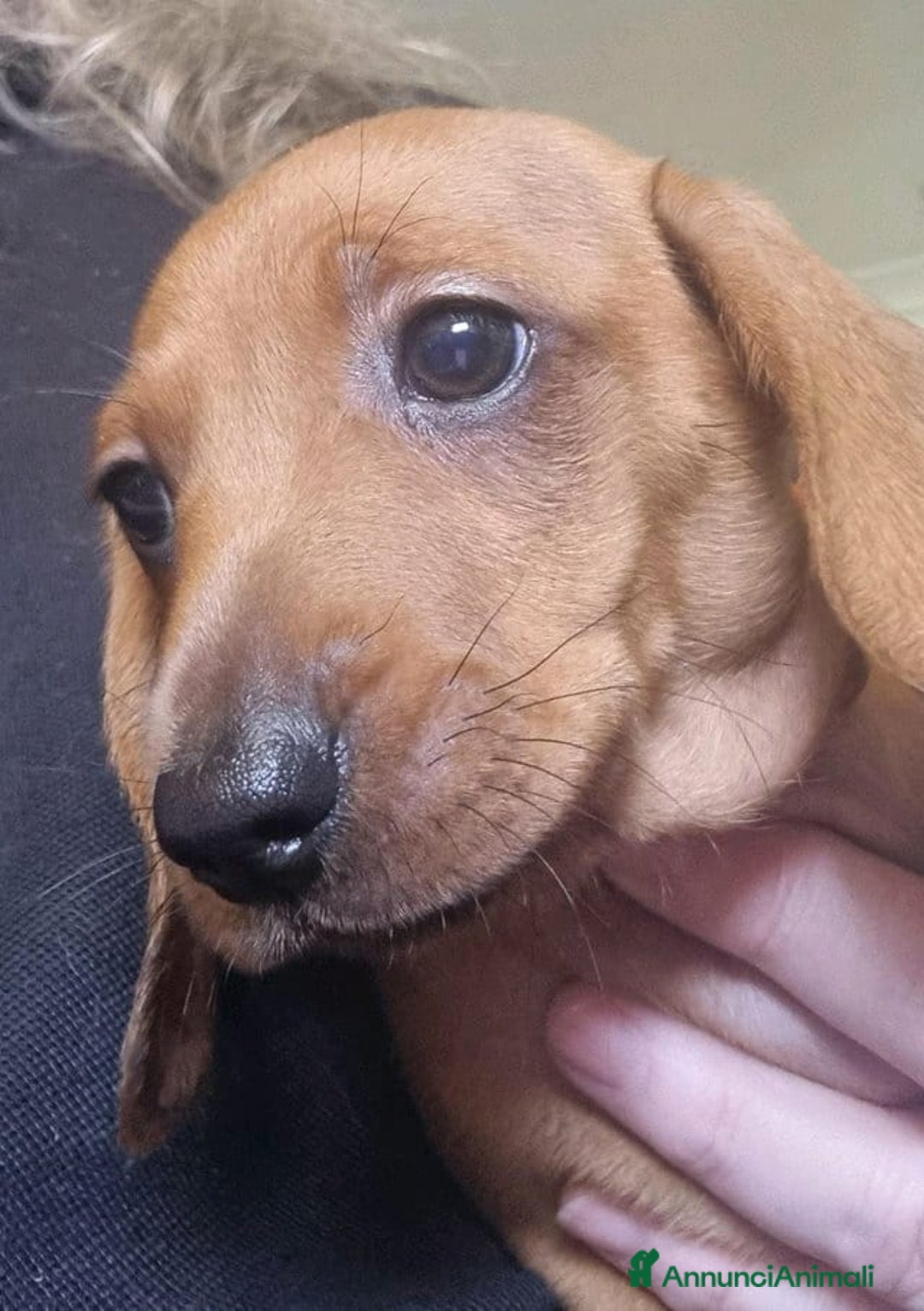 Bassotto cani in vendita: Cuccioli di Bassotto Nano a Città metropolitana di Roma Capitale - Immagine 4